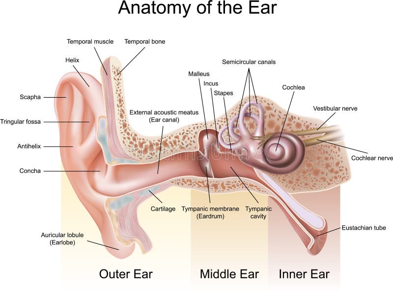 Anatomy of the Ear labeled with annotation. Anatomy of the Ear labeled with annotation