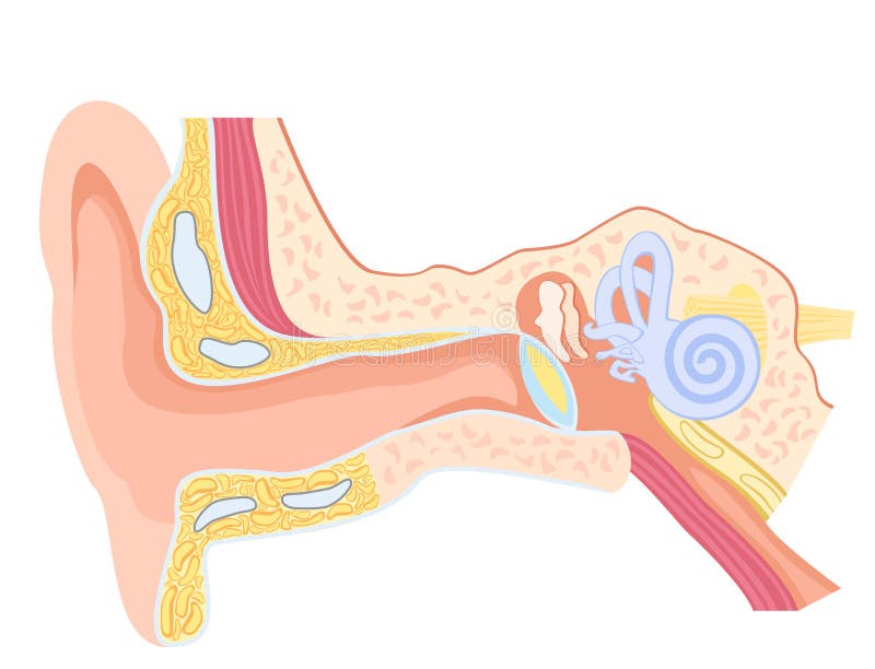 Anatomía del oído humano ilustración del vector Anatomía del oído humano ilustración del vector