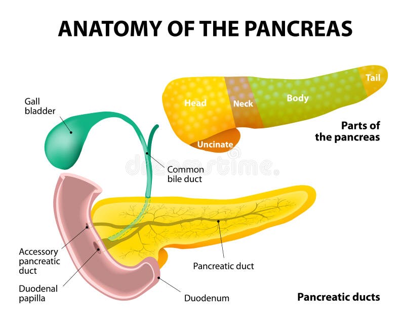 Diagram of parts of the pancreas. Pancreas, duodenum and gall bladder. Detailed description. Diagram of parts of the pancreas. Pancreas, duodenum and gall bladder. Detailed description