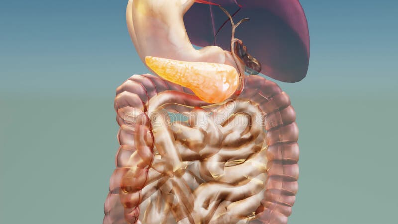 Anatomía del páncreas humano 3d