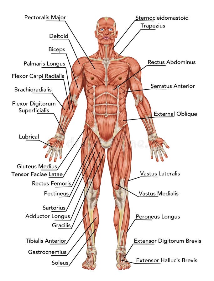 Anatomía del sistema muscular del hombre stock de ilustración Anatomía del sistema muscular del hombre stock de ilustración