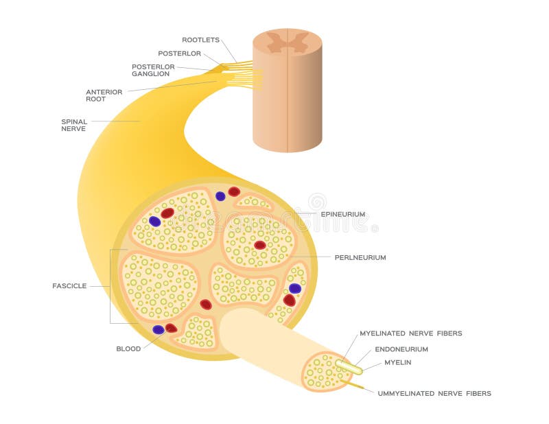 Anatomía del sistema del nervio