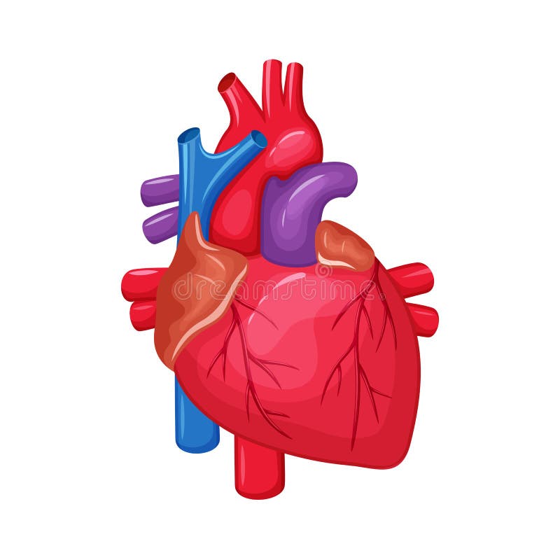 Anatomía humana del corazón