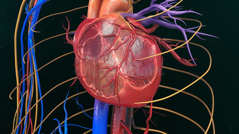 The heart is a muscular organ about the size of a closed fist that functions as the bodyâ€™s circulatory pump. It takes in deoxygenated blood through the veins and delivers it to the lungs for oxygenation before pumping it into the various arteries which provide oxygen and nutrients to body tissues by transporting the blood throughout the body. The heart is located in the thoracic cavity medial to the lungs and posterior to the sternum. The heart is a muscular organ about the size of a closed fist that functions as the bodyâ€™s circulatory pump. It takes in deoxygenated blood through the veins and delivers it to the lungs for oxygenation before pumping it into the various arteries which provide oxygen and nutrients to body tissues by transporting the blood throughout the body. The heart is located in the thoracic cavity medial to the lungs and posterior to the sternum.