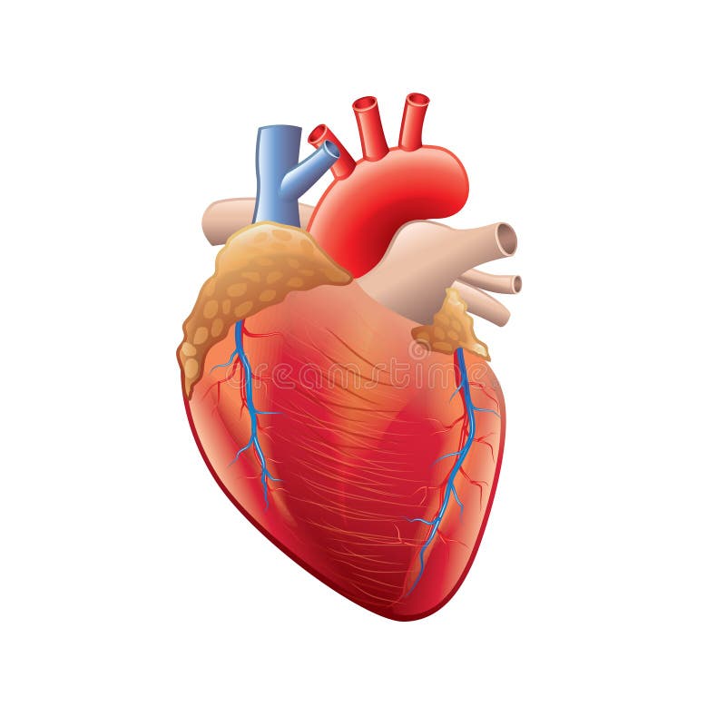 Anatomía humana del corazón aislada en el vector blanco stock de ilustración Anatomía humana del corazón aislada en el vector blanco stock de ilustración