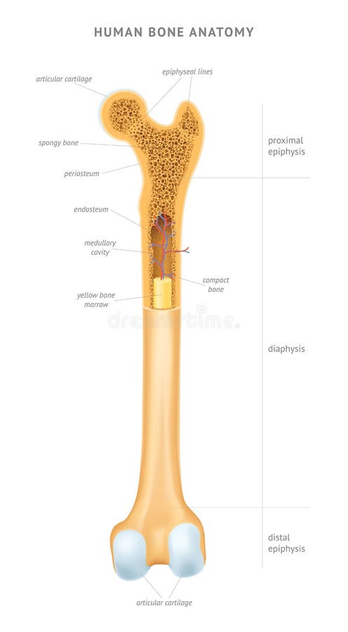 Estructura De Un Hueso Largo Stock De Ilustración Ilustración De