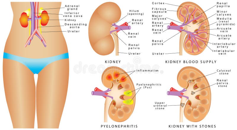 Anatomía humana del riñón