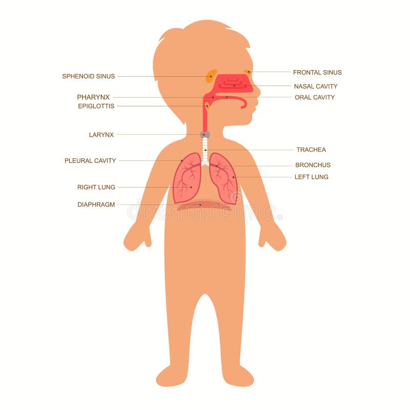 Anatomía humana del sistema respiratorio