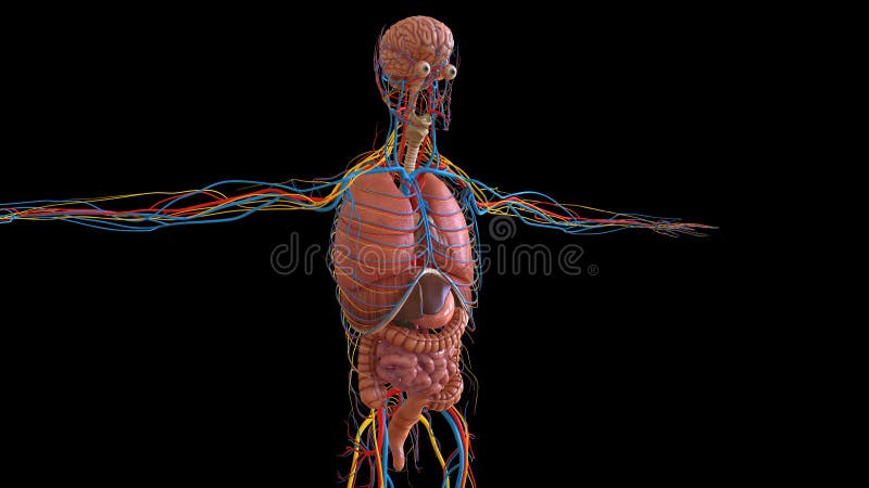 Anatomía humana para concepto médico animación 3d que muestra todos los órganos stock de ilustración