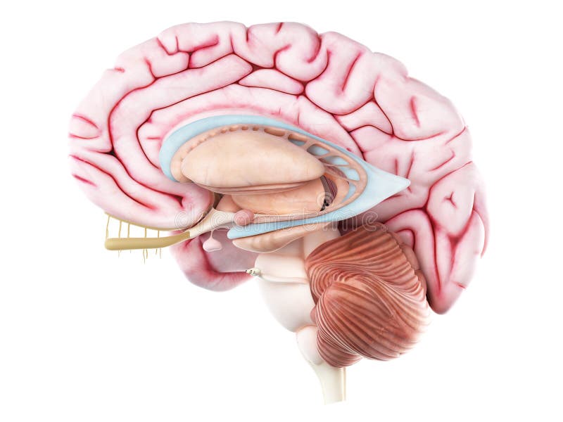 3d rendered medically accurate illustration of inner brain anatomy. 3d rendered medically accurate illustration of inner brain anatomy