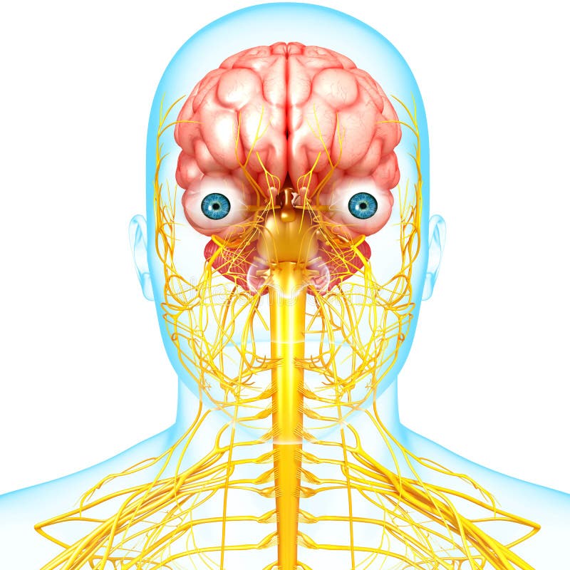 Anatomía masculina del cerebro con el sistema nervioso libre illustration Anatomía masculina del cerebro con el sistema nervioso libre illustration