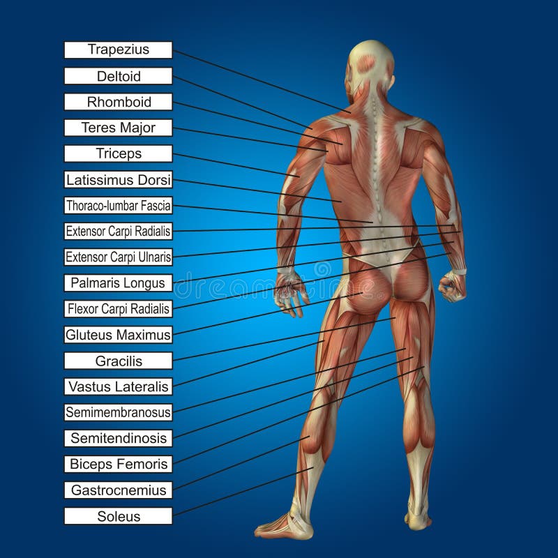 anatomía masculina humana 3D con los músculos y el texto ilustración del vector anatomía masculina humana 3D con los músculos y el texto ilustración del vector