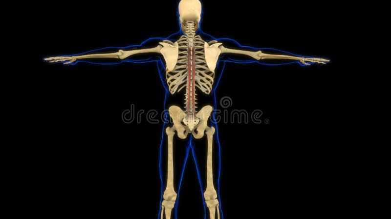 Anatomía muscular spinalis para el concepto médico animación 3d