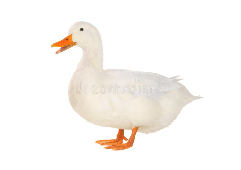 Anatra Anatra