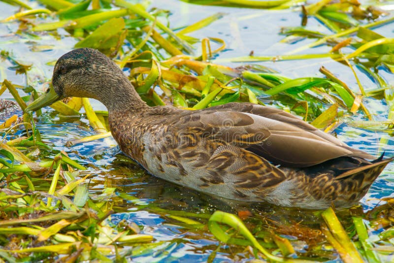Anatra che si alimenta nell'erbaccia di stagno immagine stock libera da diritti Anatra che si alimenta nell'erbaccia di stagno immagine stock libera da diritti
