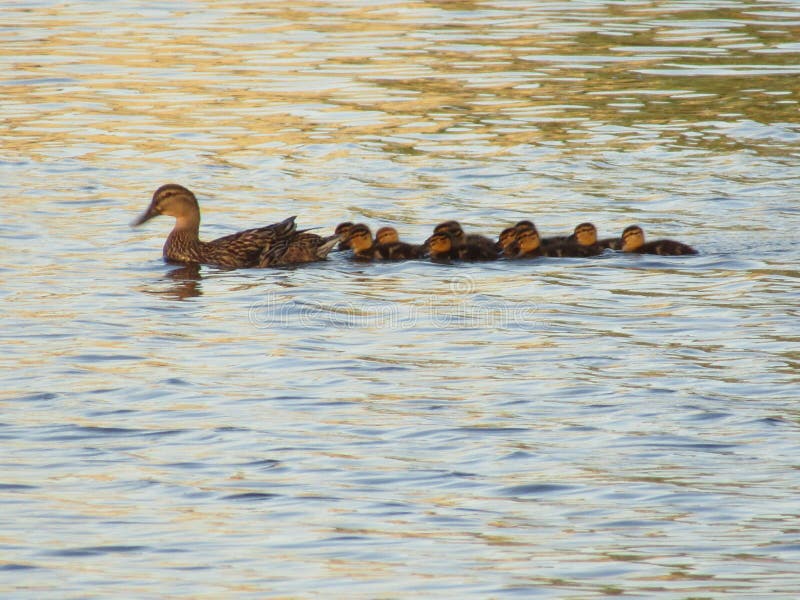 Laghetto Per Anatre In Miniatura GlitzGlam - Con Anatra E Anatroccoli, Resina, 17.8x12.7x5.1 Cm