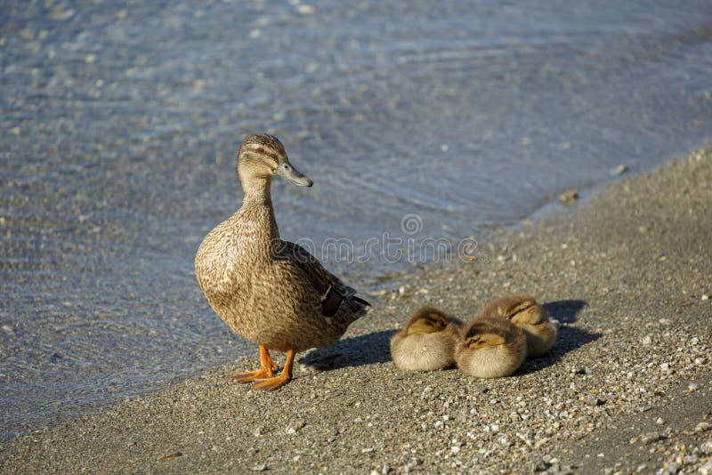 Anatra della madre con tre anatroccoli immagini stock libere da diritti Anatra della madre con tre anatroccoli immagini stock libere da diritti