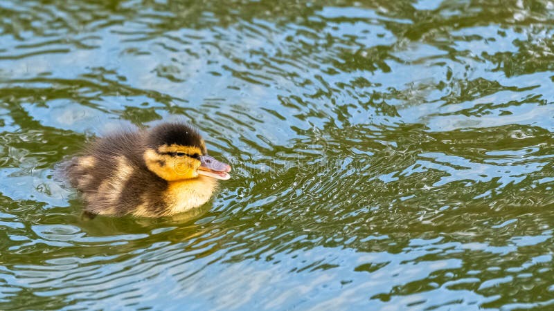 Anatra di Mallard, anatroccolo immagine stock Anatra di Mallard, anatroccolo immagine stock