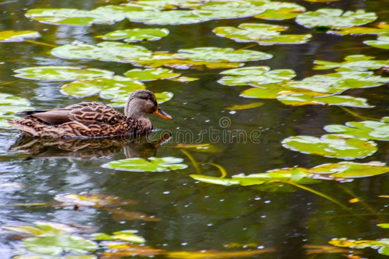 Anatra di Mallard su un lago fotografia stock Anatra di Mallard su un lago fotografia stock