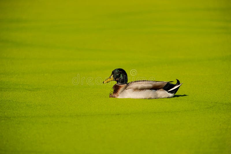 Anatra di Mallard in uno stagno delle alghe verdi immagini stock Anatra di Mallard in uno stagno delle alghe verdi immagini stock