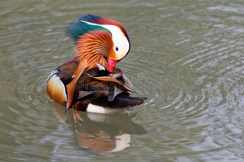 Anatre Ornamentali Esterne Coppia Di Anatre Che Leggono In Resina - Decorazione Giardino 22cm - Stile Rustico Per Esterni E Interni Statua Da Giardino Esterno - Foto 9