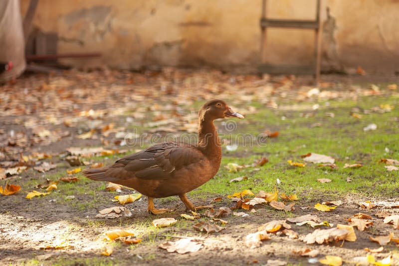 Anatra di muscovato marrone che cammina in cortile sul lato del fienile. Scobele di cioccolato giovani cammina una morbida messa a fotografie stock libere da diritti