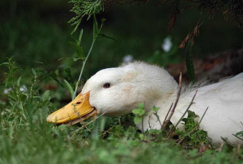 A Pekin Duck (Anas domesticus) resting on grass. A Pekin Duck (Anas domesticus) resting on grass