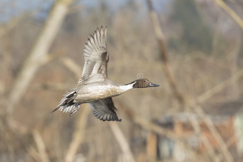 Anatra di pintail settentrionale fotografie stock