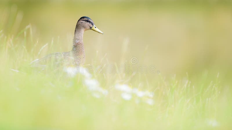 Anatra femminile di Mallard in erba e fiori selvaggi fotografia stock Anatra femminile di Mallard in erba e fiori selvaggi fotografia stock