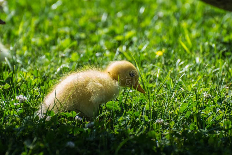 little dear yellow baby running duck in a green grass. little dear yellow baby running duck in a green grass