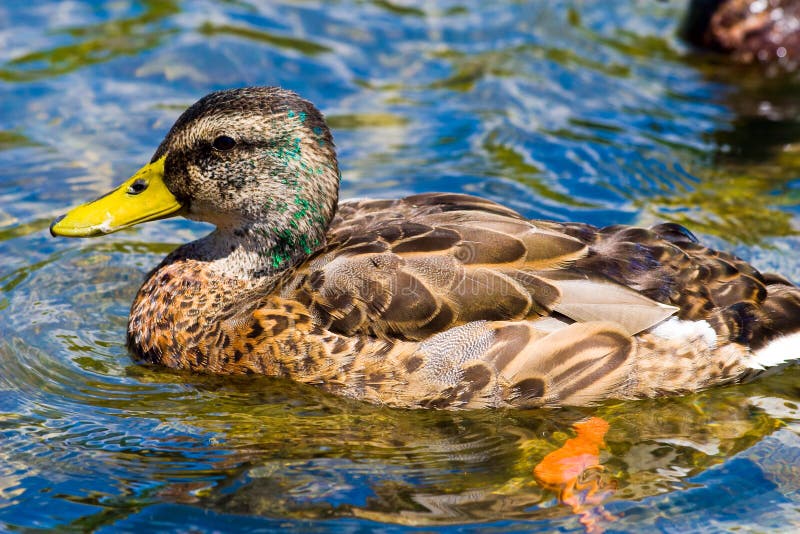 Male juvenile mallard duck swimming in a pond. Male juvenile mallard duck swimming in a pond.