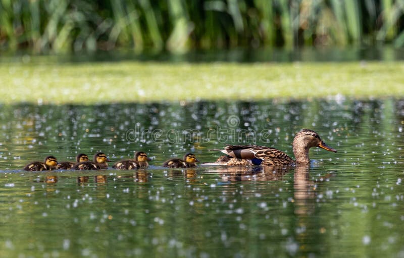 Anatra madre e anatre su uno stagno. immagini stock