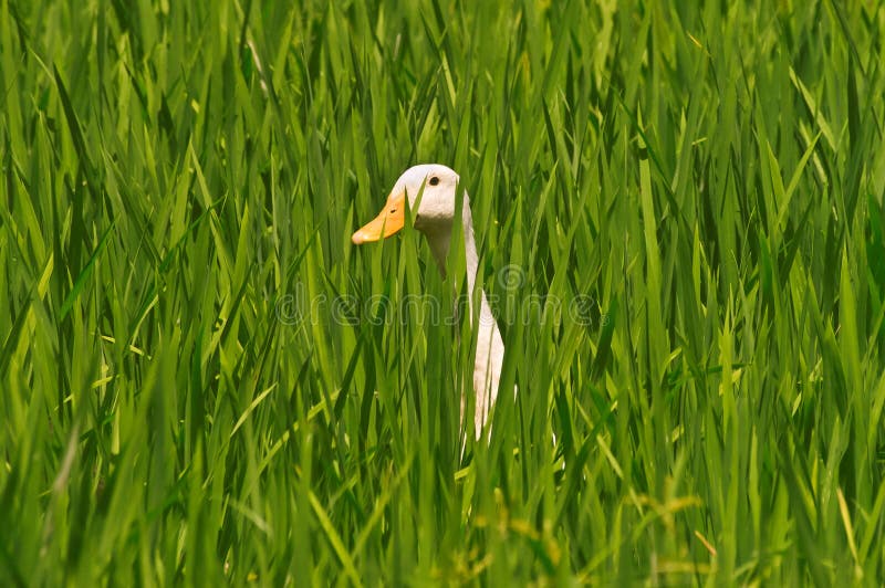 Anatra nel campo di risaia immagine stock libera da diritti Anatra nel campo di risaia immagine stock libera da diritti