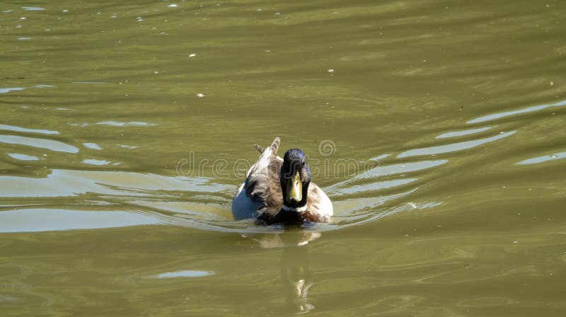 Anatra sull'acqua verde di un lago, nuoto dell'uccello, fondo dell'animale selvatico fotografie stock Anatra sull'acqua verde di un lago, nuoto dell'uccello, fondo dell'animale selvatico fotografie stock