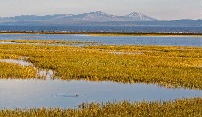 Anatre nel lago Yellowstone immagini stock libere da diritti Anatre nel lago Yellowstone immagini stock libere da diritti