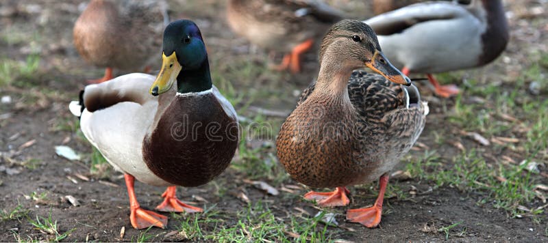 Anatre nell'amore. Anatra e femmina di Mallard fotografia stock libera da diritti Anatre nell'amore. Anatra e femmina di Mallard fotografia stock libera da diritti