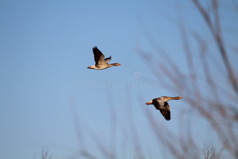 Anatre preziose di libert? nella vita vivente al suo ampio fotografia stock Anatre preziose di libert? nella vita vivente al suo ampio fotografia stock