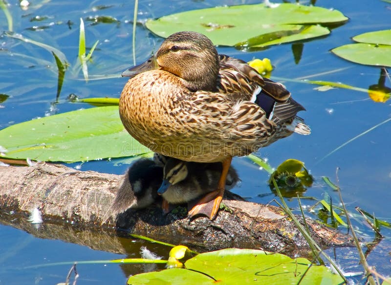 Ducklings under the protection of mothers. Ducklings under the protection of mothers