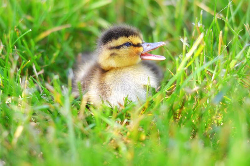 A tiny quacking Mallard duckling in the grass that looks like it is yawning, talking, or singing. A tiny quacking Mallard duckling in the grass that looks like it is yawning, talking, or singing.