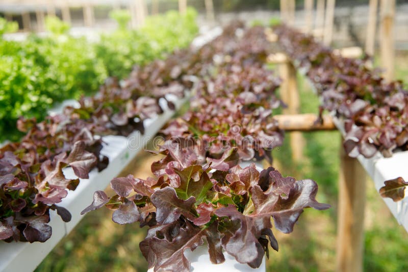 Anbau Hydroponische Rote Eiche in Der Pflanze Baumschule Bauernhof Bio