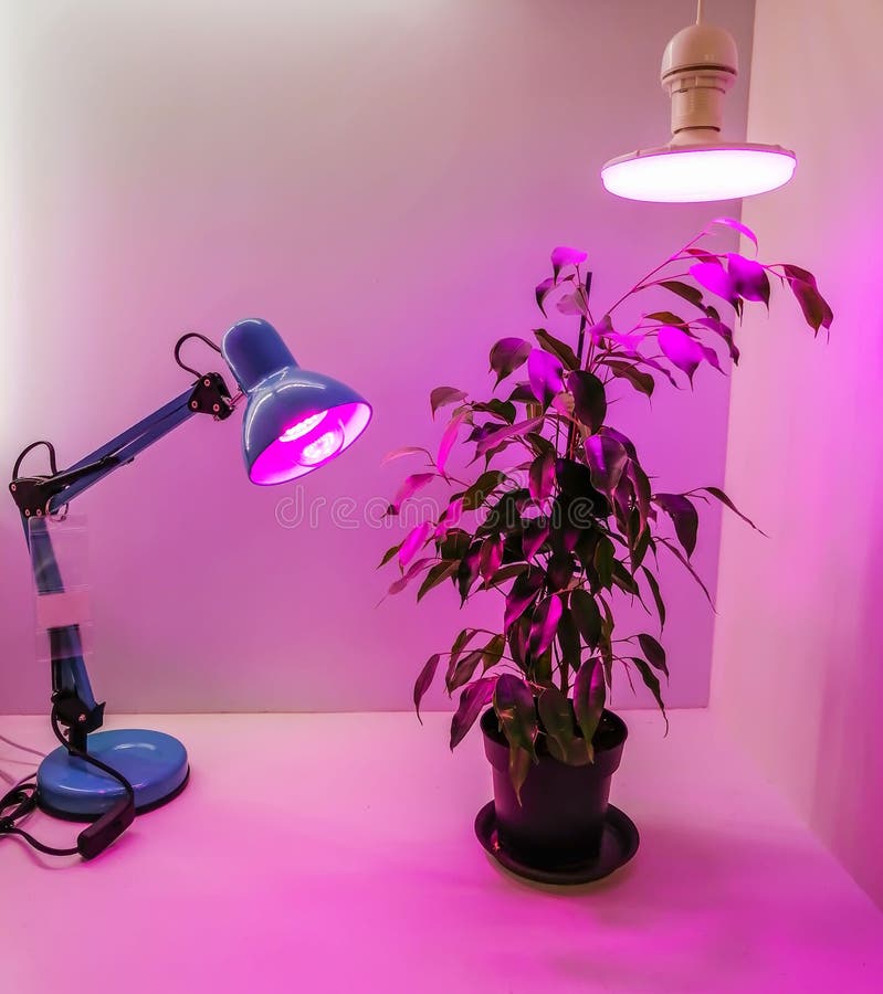 Anbau von Saatgut zu Hause und rosa LED-Phytolampen für Pflanzen Eine besondere Fortsetzung des Tageslichts Gemüseanbau lizenzfreies stockfoto Anbau von Saatgut zu Hause und rosa LED-Phytolampen für Pflanzen Eine besondere Fortsetzung des Tageslichts Gemüseanbau lizenzfreies stockfoto