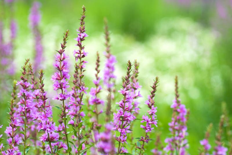 Lythrum anceps flower in the green field. Lythrum anceps flower in the green field