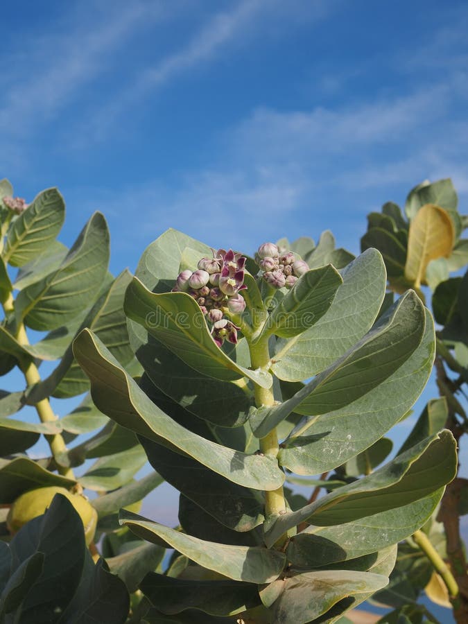Anchar is a poisonous tree stock image Image of family 357242479 Anchar is a poisonous tree stock image Image of family 357242479