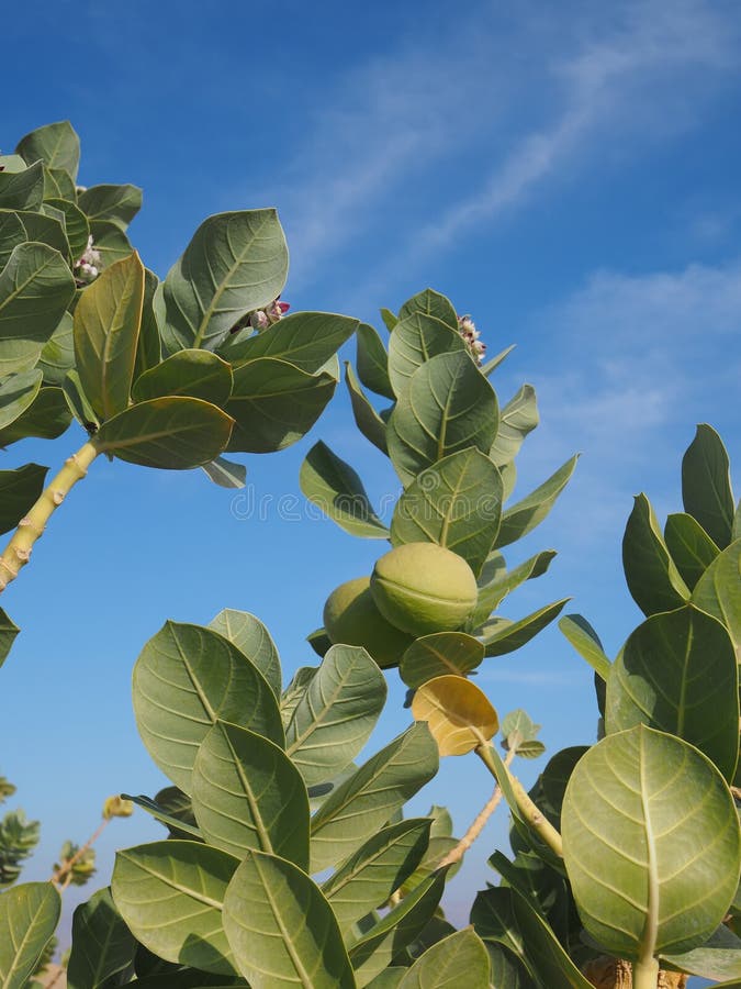 Anchar is a poisonous tree stock image Image of family 357242535 Anchar is a poisonous tree stock image Image of family 357242535