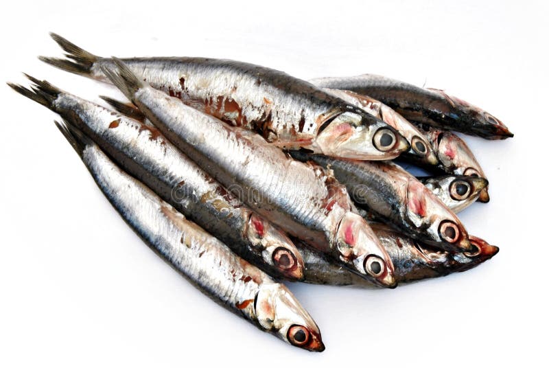 Anchovies stacked side by side surrounded by white background. Anchovies stacked side by side surrounded by white background