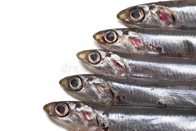 Anchovies. stock image. Image of kitchen, copy, fresh 18202415
