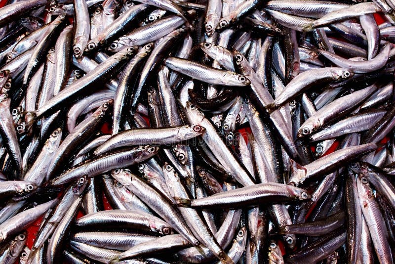Fresh anchovies stock photo. Image of european, background 45957388