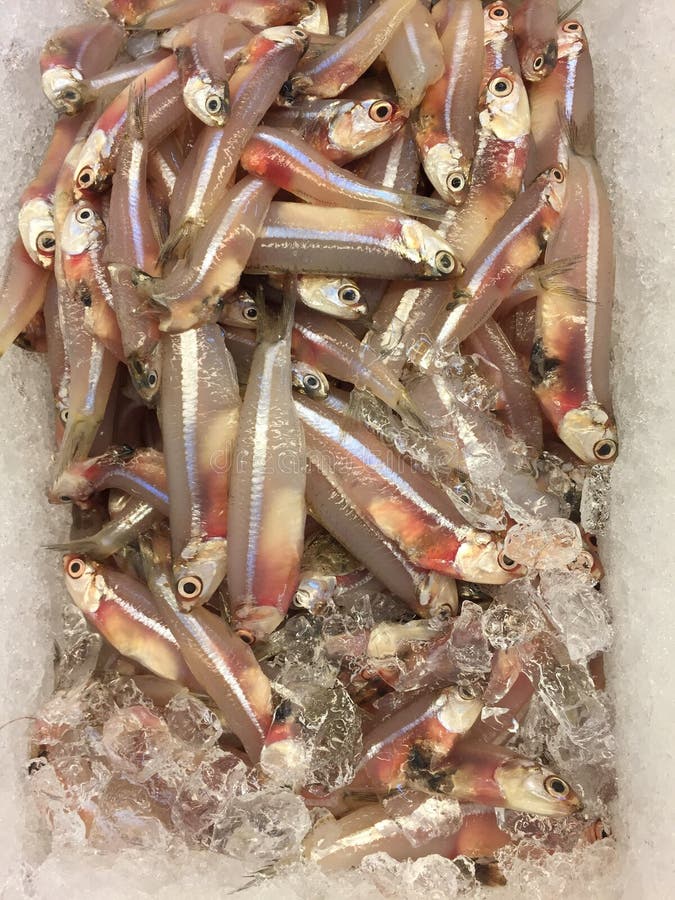 Anchovies stock photo. Image of white, seafood, bait 54198298