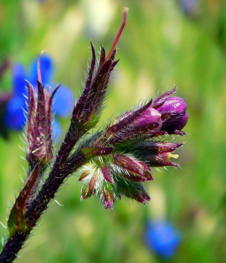 Anchusa officinalis es una especie perteneciente a la familia de las boragin�ceas. Tiene propiedades medicinales. Anchusa officinalis es una especie perteneciente a la familia de las boragin�ceas. Tiene propiedades medicinales.