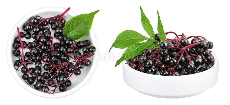 Ancianos negros maduros o mayores con hojas verdes en un bol de cerámica aislado en un fondo blanco. Sambucus imágenes de archivo libres de regalías